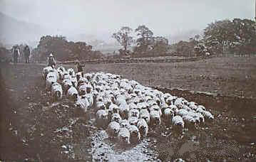 sheep on the brendon hills