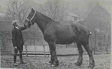 Somerset farm worker with shire horse